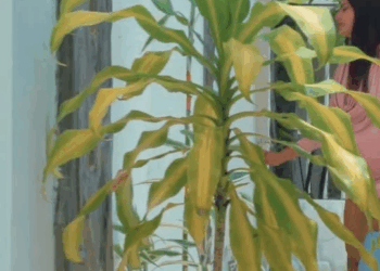 [COMPLETO] 0101H1030 S0082 Descubre los planes de la esposa de su patrón y crea un plan para ayudarlo Historias de Yomi