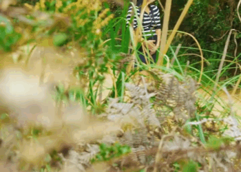 [COMPLETO] 0273H1030 S0083 Por orden de su madrastra, su propio padre la dejo en el bosque mientras esperaba un hijo Estefany