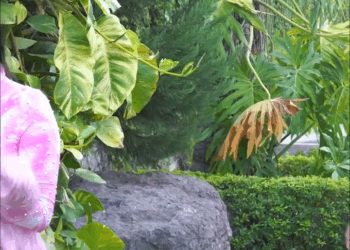 [COMPLETO] 0035H1030 Se hacia pasar por su mejor amiga para hacerla quedar en vergüenza