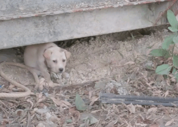 [COMPLETO] 0038H1030 Trataron mal a esta mujer por ser FEA Elsa Soto