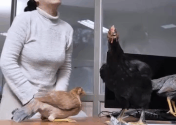 [COMPLETO] 0620H1030 S0083 Le pagó con gallinas para que curaran a su hija Estefany