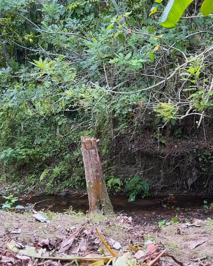 [COMPLETO] 0614H1114 S0088 Capataz le vio a la patrona y se enamoro Vicky Salazar