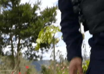 [COMPLETO] 0719H1030 S0083 Hizo todo lo posible por quedarse con la fortuna de su anciano esposo Estefany