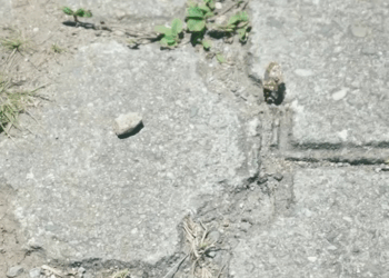 [COMPLETO] 0096H1114 S0087 Novia dejó a su pareja por sus gustos de diseños de ropa y esto le pasó La VIDA SIGUE