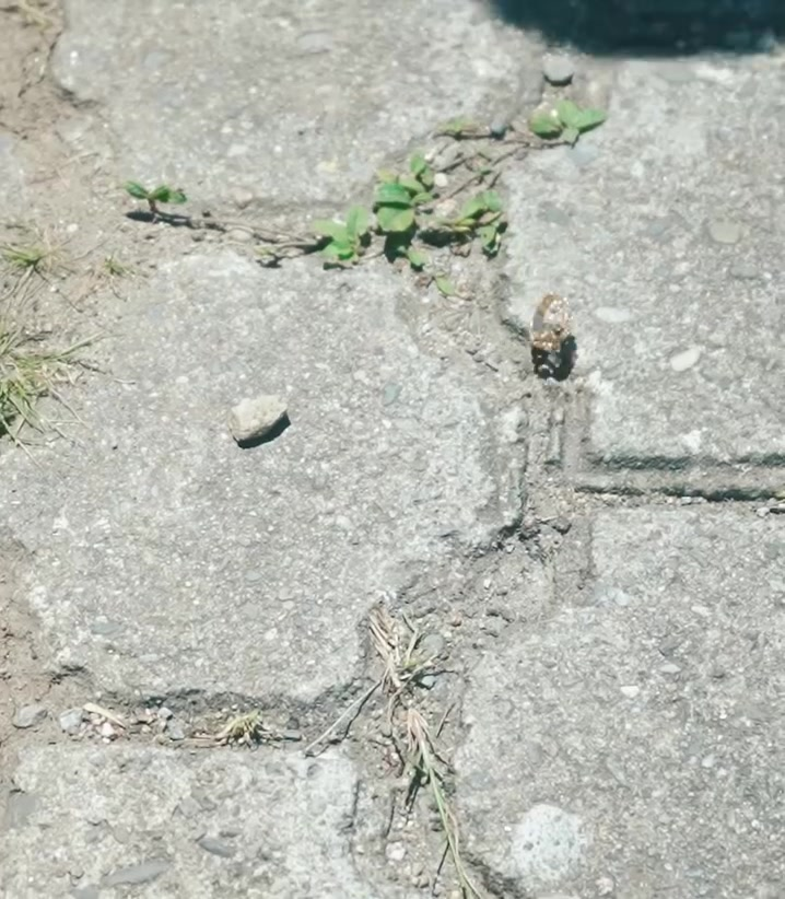 [COMPLETO] 0096H1114 S0087 Novia dejó a su pareja por sus gustos de diseños de ropa y esto le pasó La VIDA SIGUE