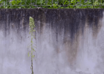 [COMPLETO] 0230H1126 S0095 Creyó que esta anciana se iba a dejar humillar y jamás se esperó que se defienda Yomi